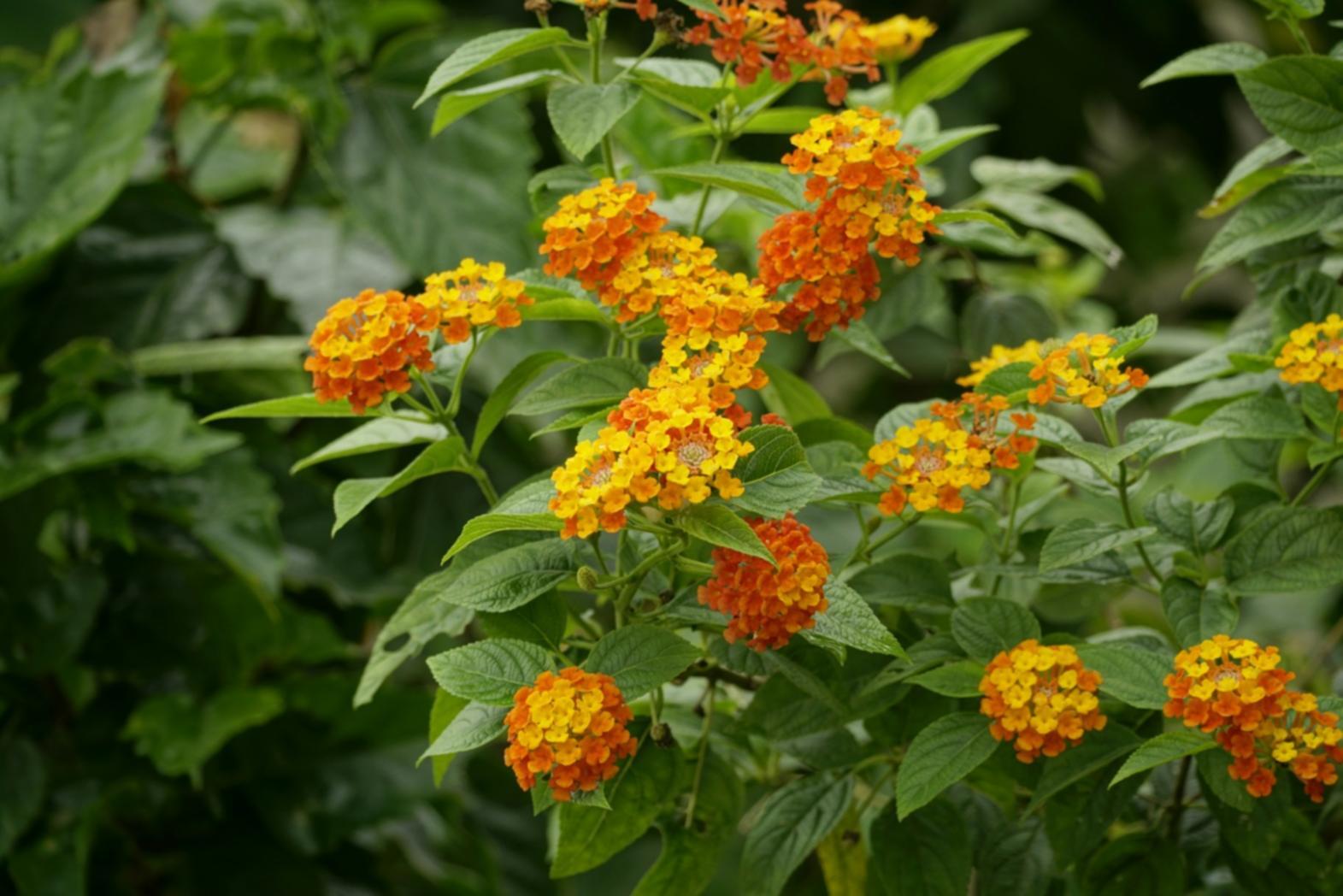 Студенты изучают флористические техники на практических занятиях