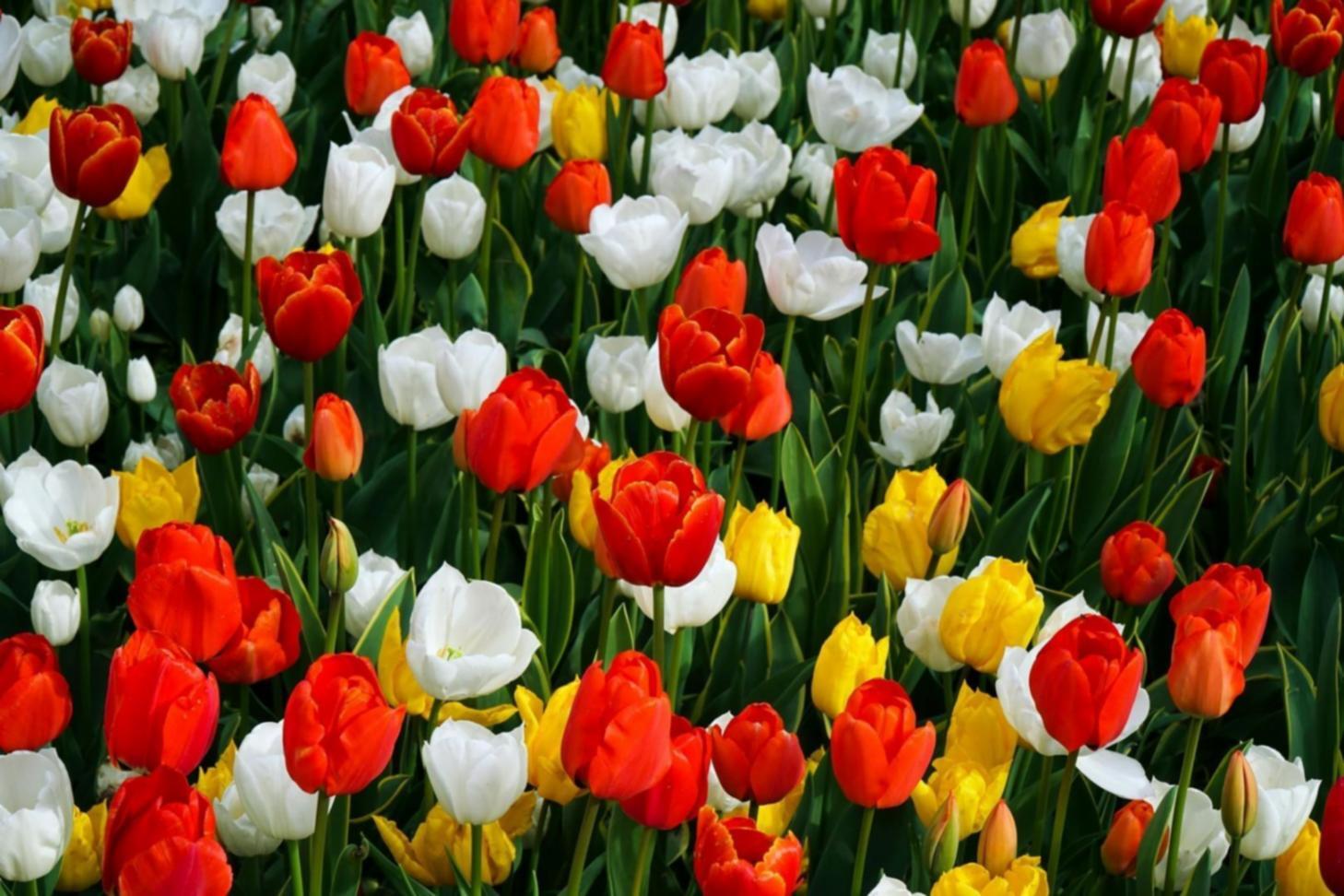 Процесс обучения флористике в студии